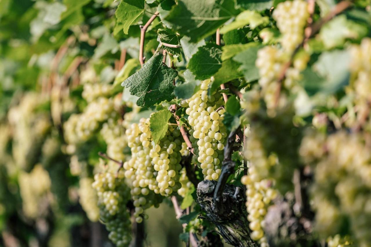 Strahlerhof Leilighet Appiano Sulla Strada Del Vino Eksteriør bilde